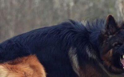 long haired German shepherd dog