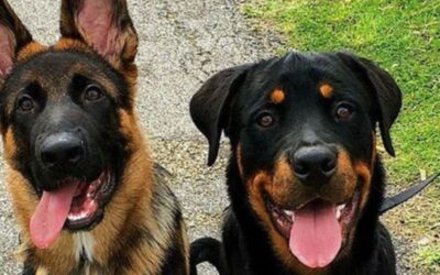 Rottweiler and German shepherd mix dog