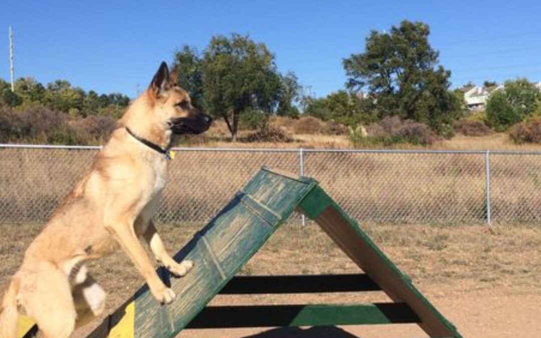 Akita mix German shepherd dog