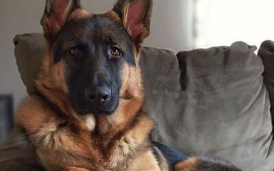 Dogs similar to German Shepherd