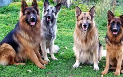 German Shepherd dog colors