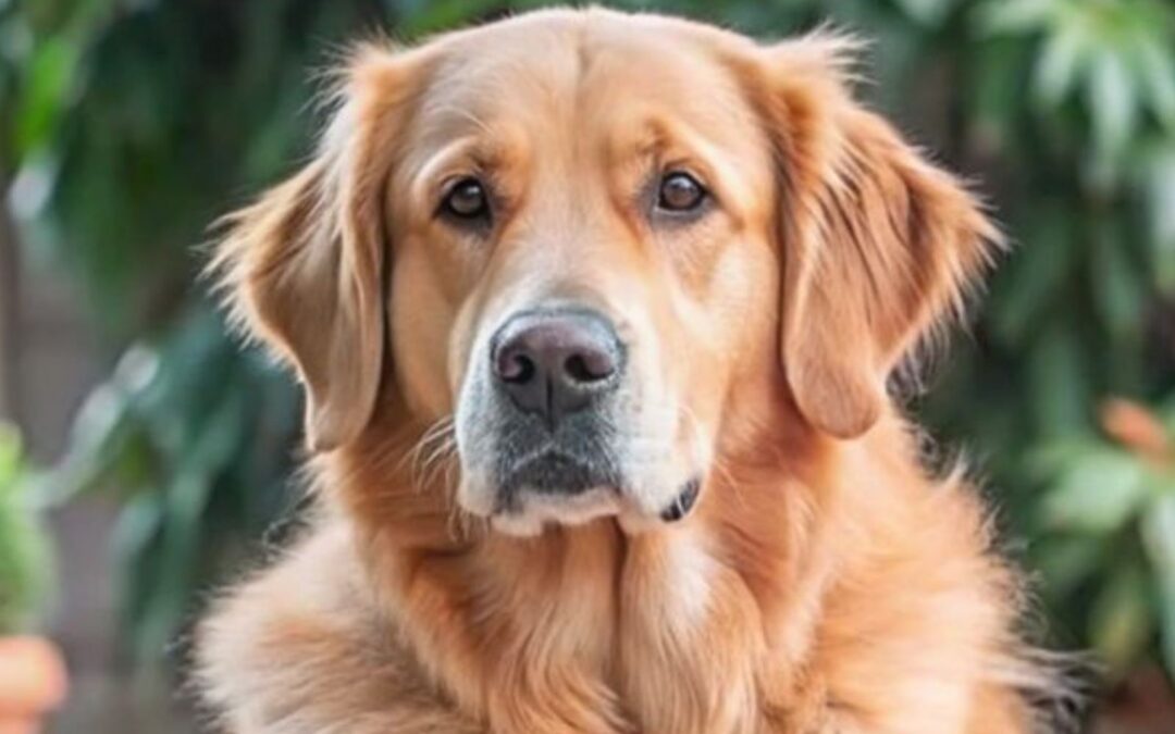 Golden retriever German shepherd dog mix