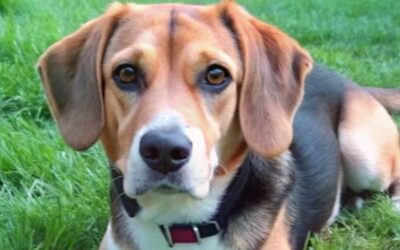 Beagle German mix dog