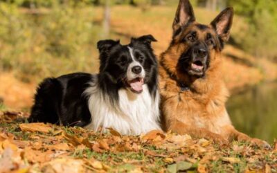 Collie German dog mix