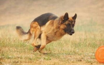 German shepherd dog weight