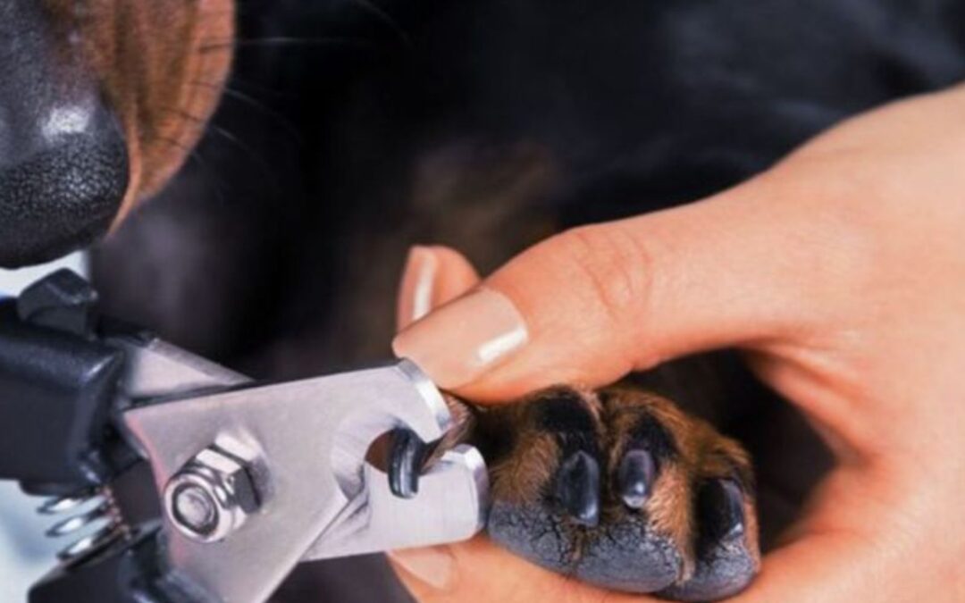 German Shepherd Nails Care