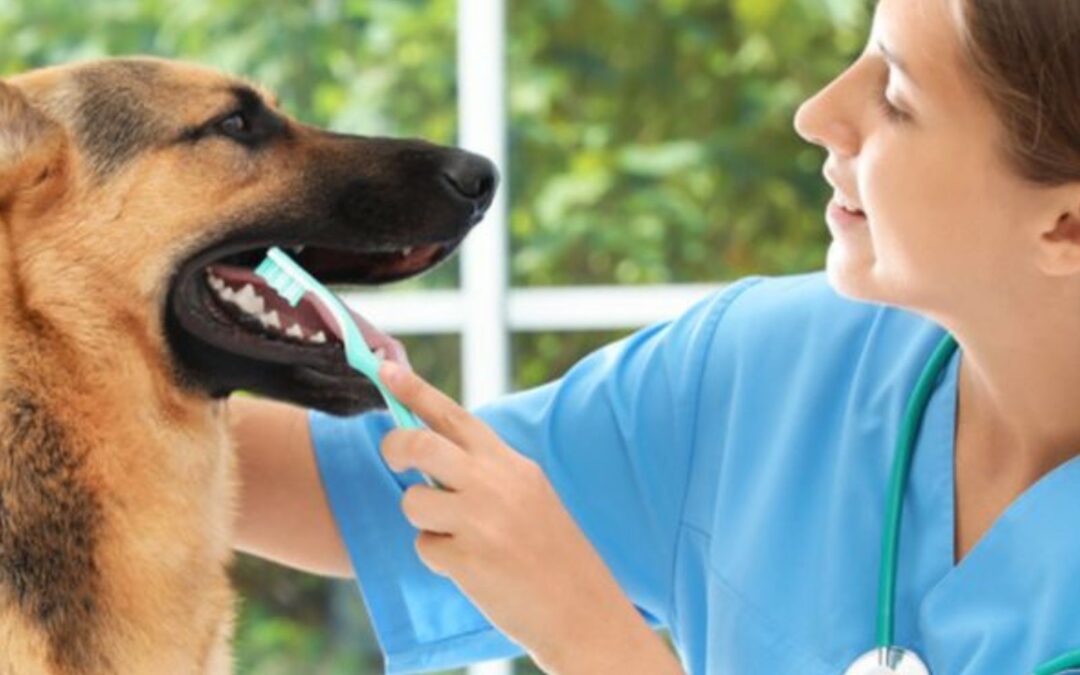 German Shepherd Teeth care