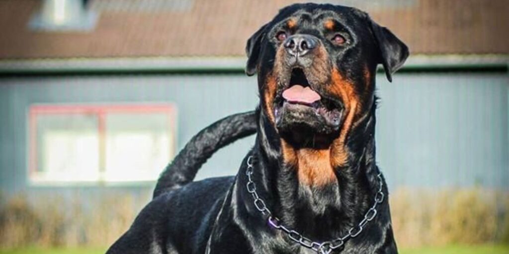 Top 15 Types of German Dogs