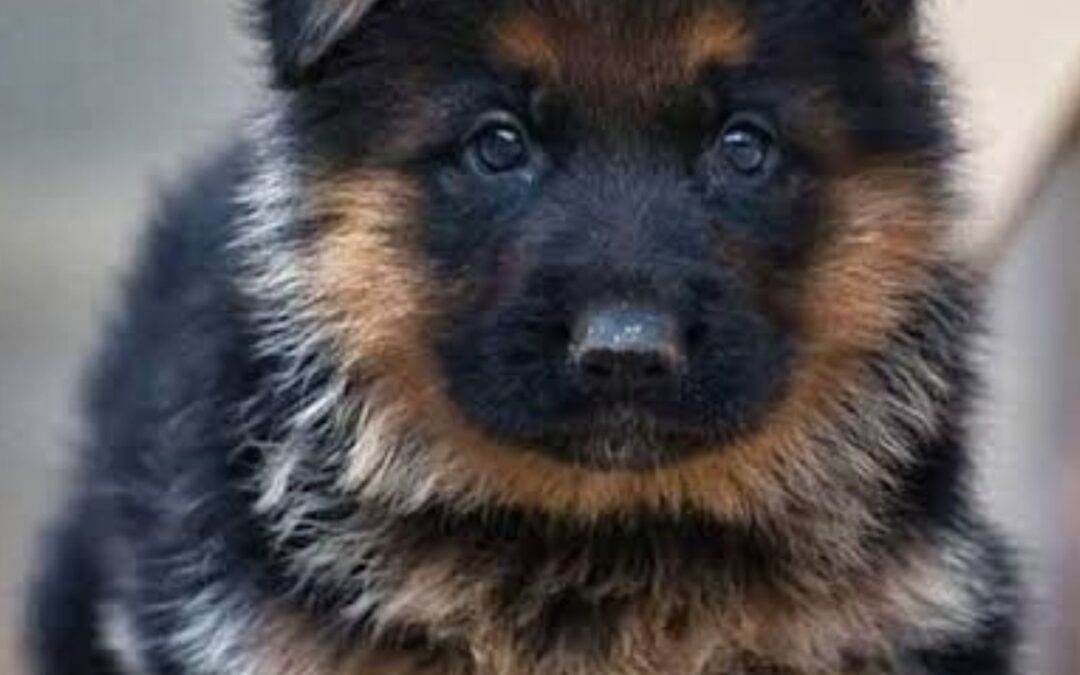 German Shepherd dog behavior