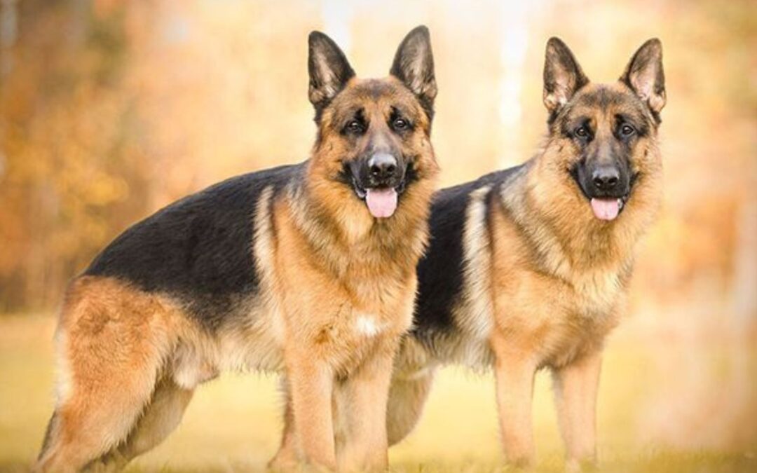 Is German shepherd male or female